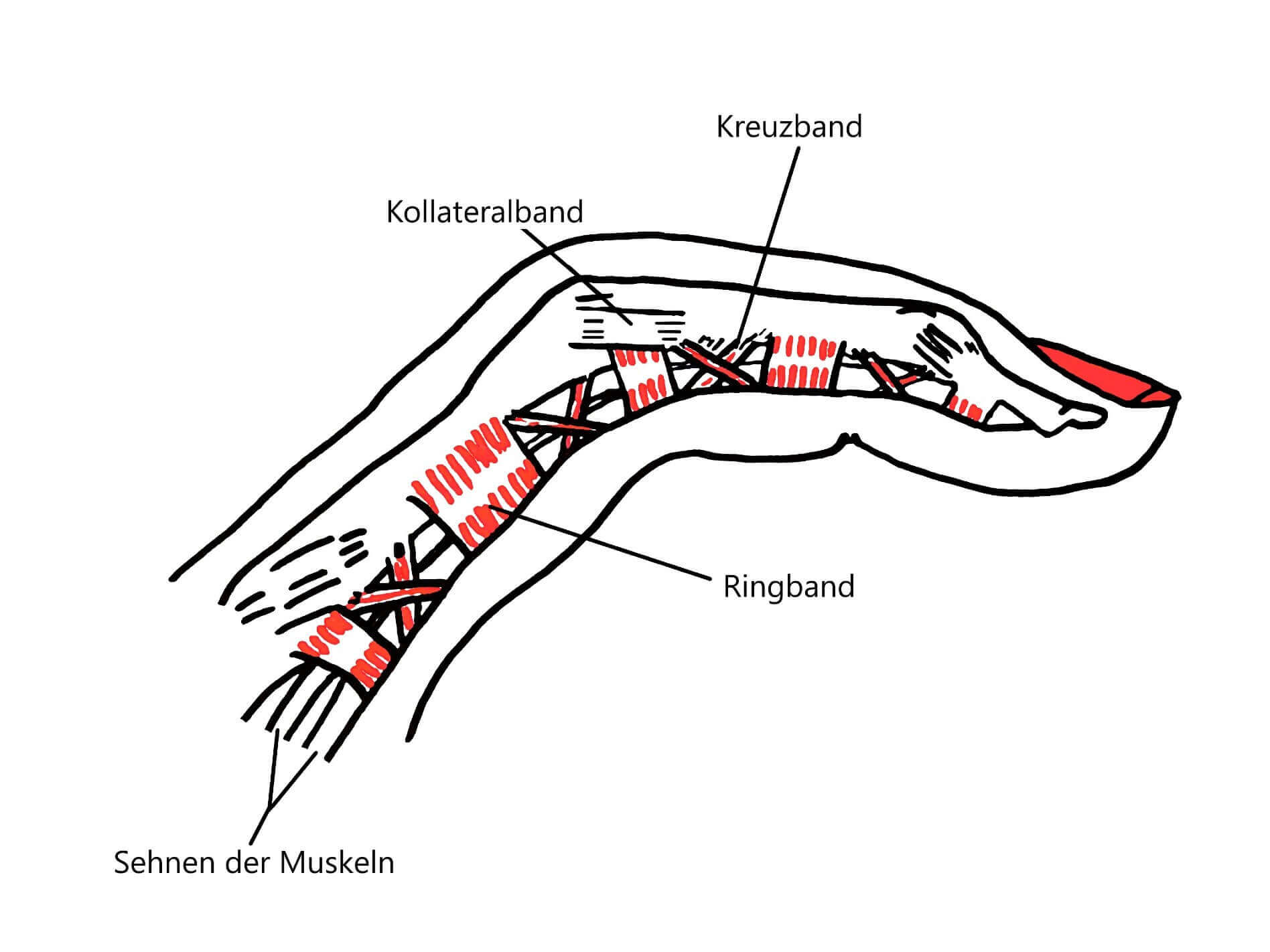 Innenansicht eines Fingers